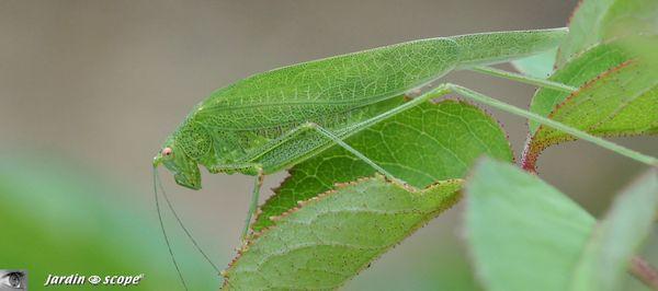 Leptophyes-punctatissima