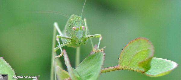Sauterelle-verte