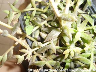 Bouturer une succulente