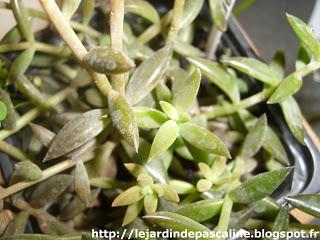 Bouturer une succulente