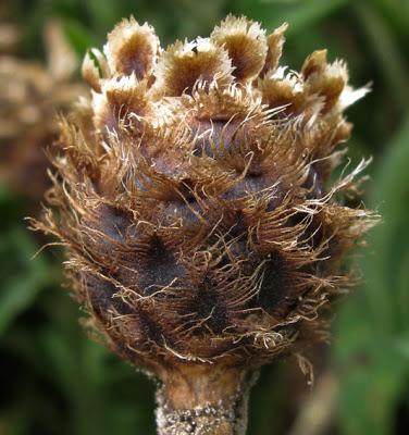 Centaurea du sous genre jacea