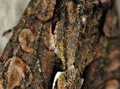 lépidoptère nocturne inféodé aubépines prunus...