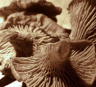 Mushdream [2008-2009]