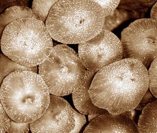 Mushdream [2008-2009]