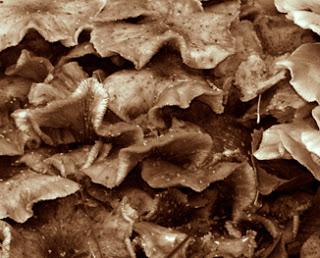 Mushdream [2008-2009]