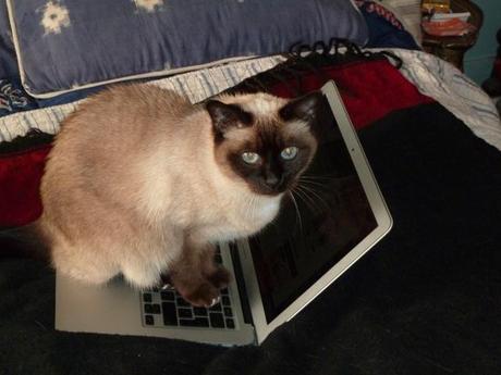 Dans le bureau d’Elizabeth Verry