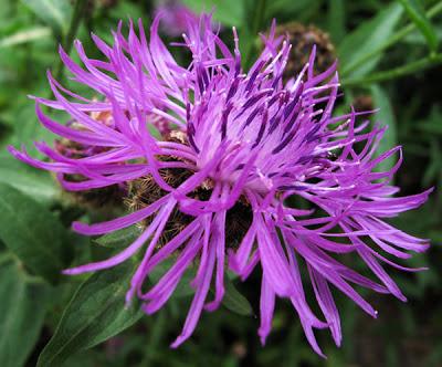 Centaurea jacea var. microptilon