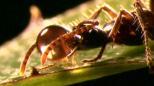 Le jardin des fourmis