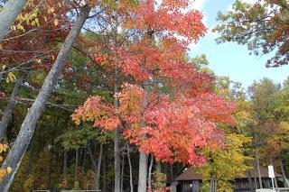 Merveilles d'automne !