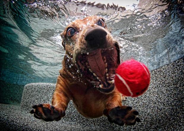 Underwater Dogs | SETH CASTEEL