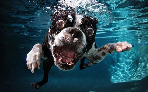 Underwater Dogs | SETH CASTEEL