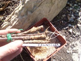 Boutures de bois sec