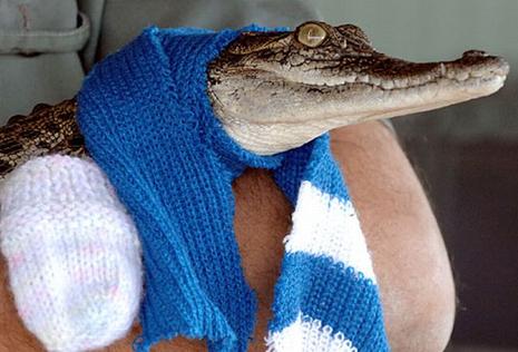 Bébés crocodiles