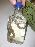 Vodka au serpent