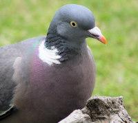 Pigeon - CC-BY-Flickr-foxypar4