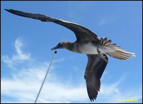 Tenuirostris: le retour...