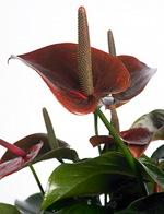 Anthurium_brownking_03