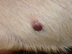 Coriolus Versicolor, champignon à proposer pour traiter l’hémangiosarcome du chien .