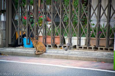 Les chats de mon nouveau quartier