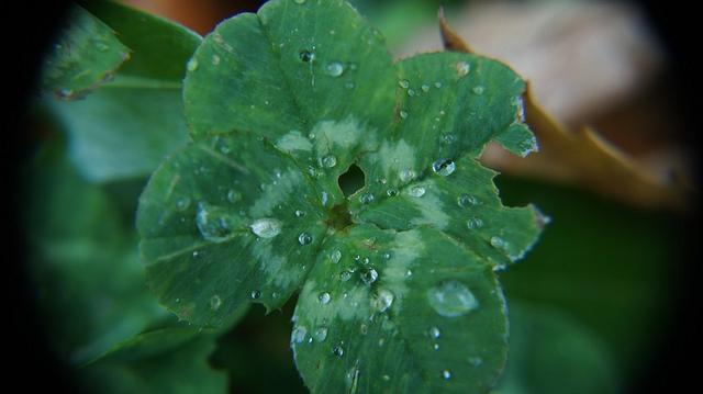 anteketborka.blogspot.com, trefle