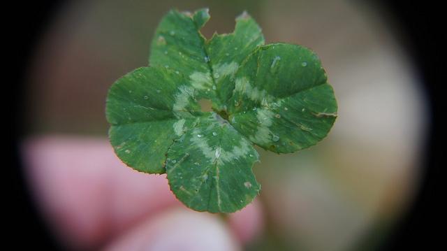 anteketborka.blogspot.com, trefle