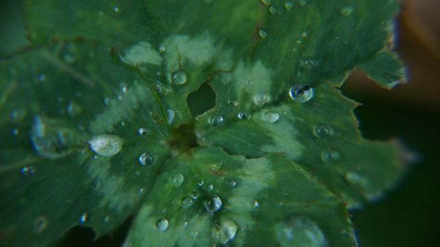 anteketborka.blogspot.com, trefle