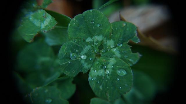 anteketborka.blogspot.com, trefle