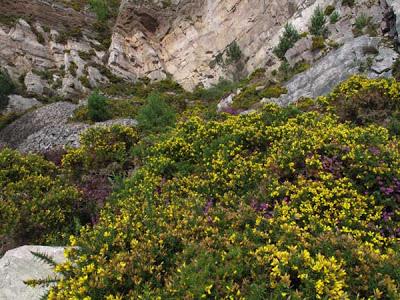 Couleurs de la lande bretonne