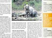 Trois oursons dans métro Pyrénées