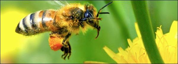 La performance des abeilles