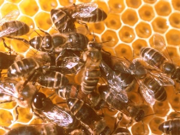La performance des abeilles