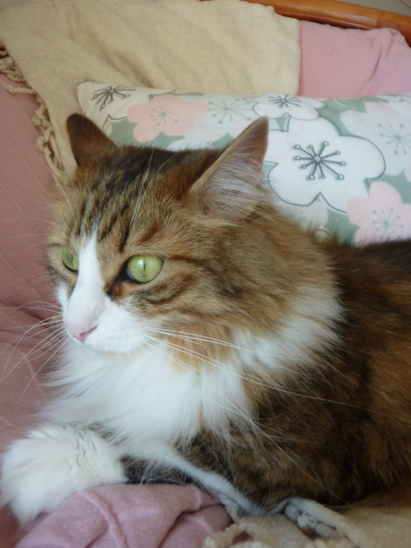 {J’ai testé pour vous} Les jolis coussins personnalisés d’IdéeCadeauPhoto