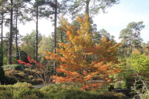 1 acer palmatum gb 21 oct 2012 171 (7).jpg