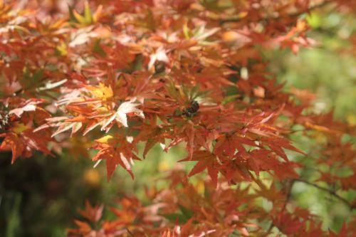 acer palmatum gb 21 oct 2012 171 (3).jpg