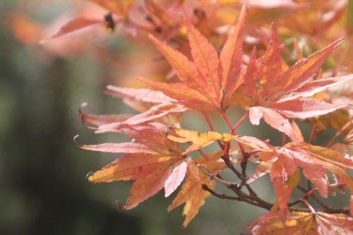 acer palmatum gb 21 oct 2012 171 (5).jpg