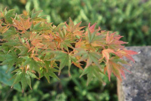 acer palmatum gb 21 oct 2012 171 (2).jpg