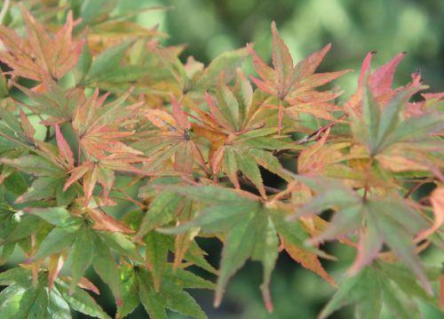 acer palmatum gb 21 oct 2012 171 (1).jpg