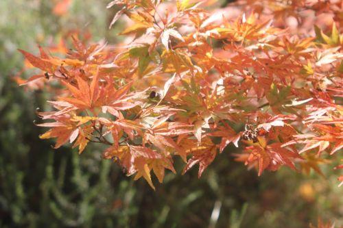 acer palmatum gb 21 oct 2012 171 (4).jpg