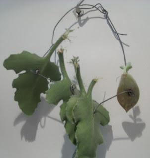 Bouture kalanchoe Beharensis