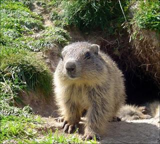 Je suis une marmotte