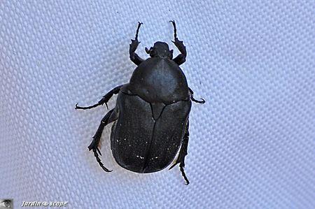 Protaetia (Netocia) morio