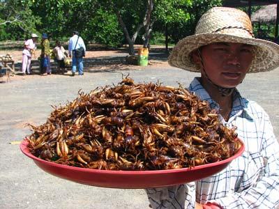 Le Saviez-vous ► Menu du jour : Insectes