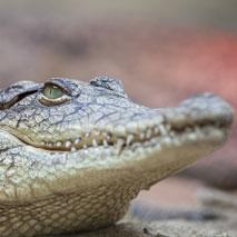 Les crocodiles ont un sens du toucher plus développé que vous