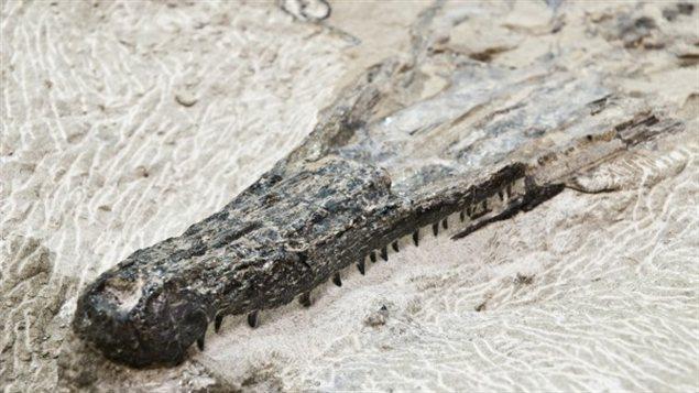 Le squelette découvert au Collège Olds.