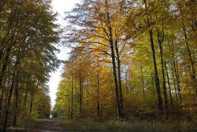 Être hêtre et offrir de l'or sur un plateau