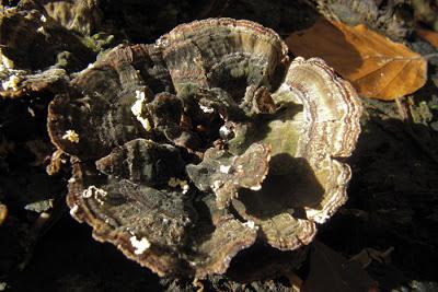 Être hêtre et offrir de l'or sur un plateau