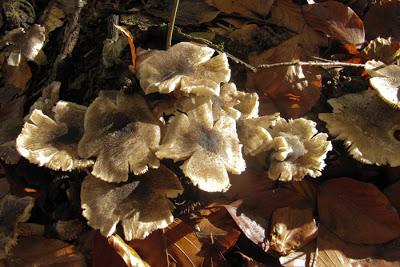 Être hêtre et offrir de l'or sur un plateau