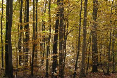 Être hêtre et offrir de l'or sur un plateau