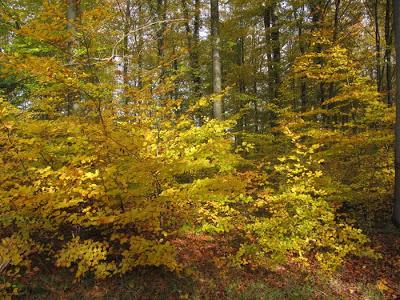 Être hêtre et offrir de l'or sur un plateau