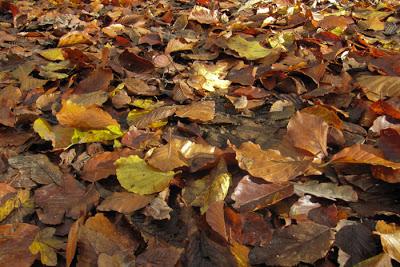 Être hêtre et offrir de l'or sur un plateau